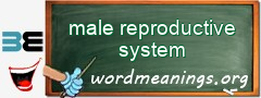 WordMeaning blackboard for male reproductive system